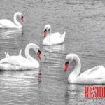Seven Swans a Swimming.
