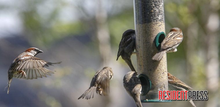 clean-bird-feeders-outdoor-disease