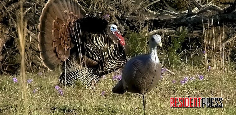 AGFC-turkey-hunt