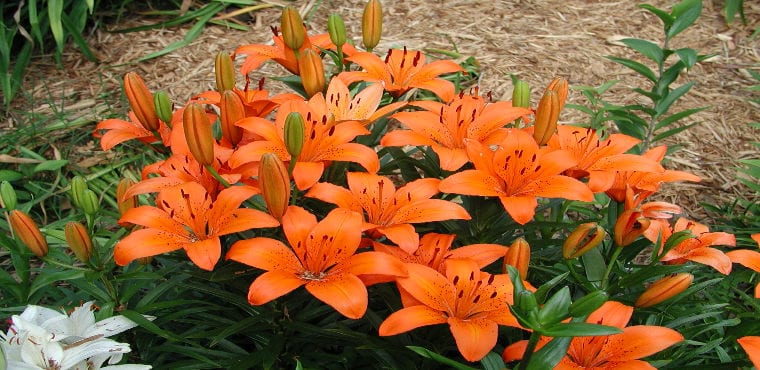 Lillies-asiatic-plant