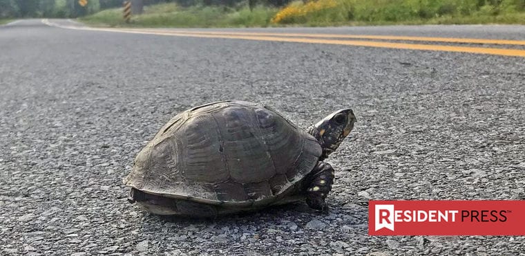 streets-turtles-Arkansas