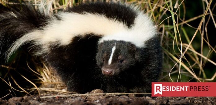Skunks, Bats Chief Reservoirs for Rabies in Arkansas | Resident News ...