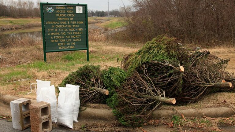 Donate Your Christmas Tree to Boost Angling Action