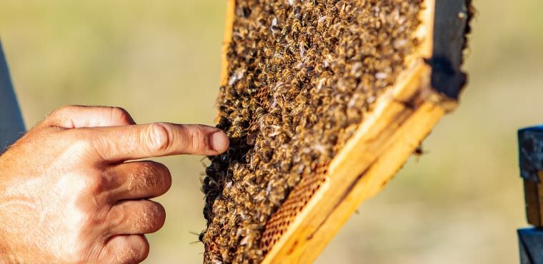 Common Mistakes Novice Beekeepers Make