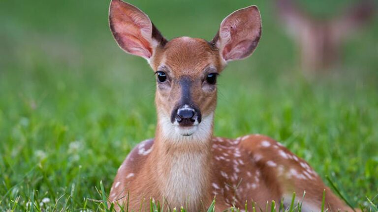 Leave Orphaned Wildlife Alone