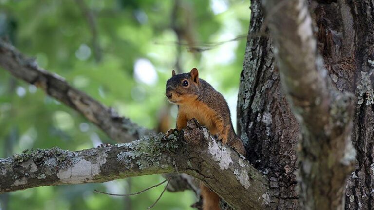 Arkansas Squirrel Season Opens May 15