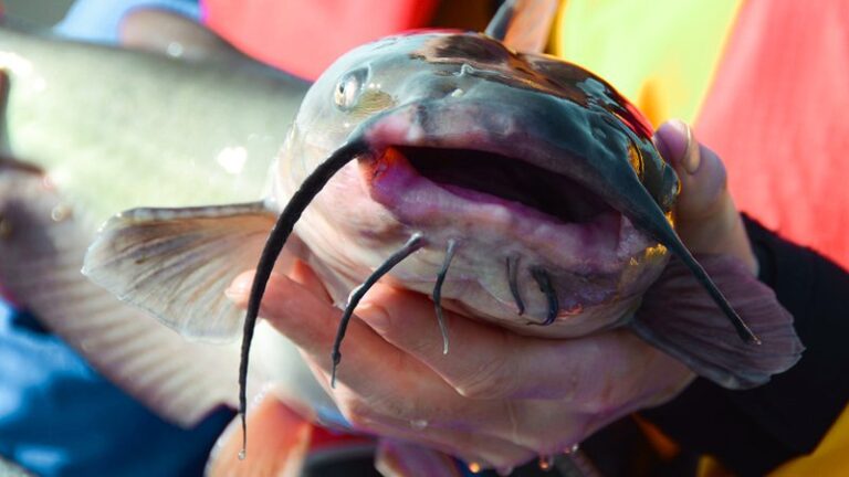 Canceled Hatchery Fishing Derbies Result in Bonus Catfish Stockings at Sodie Davidson
