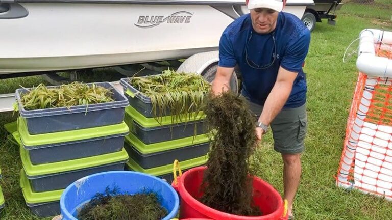 Water Gardens Gaining Ground on Arkansas Fisheries