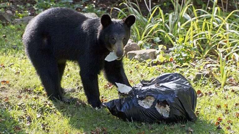 Experts warn Arkansans to be ‘Bear Aware’ as populations rise across the state