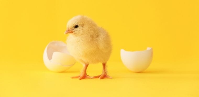 3 Common Dangers Baby Chicks Face