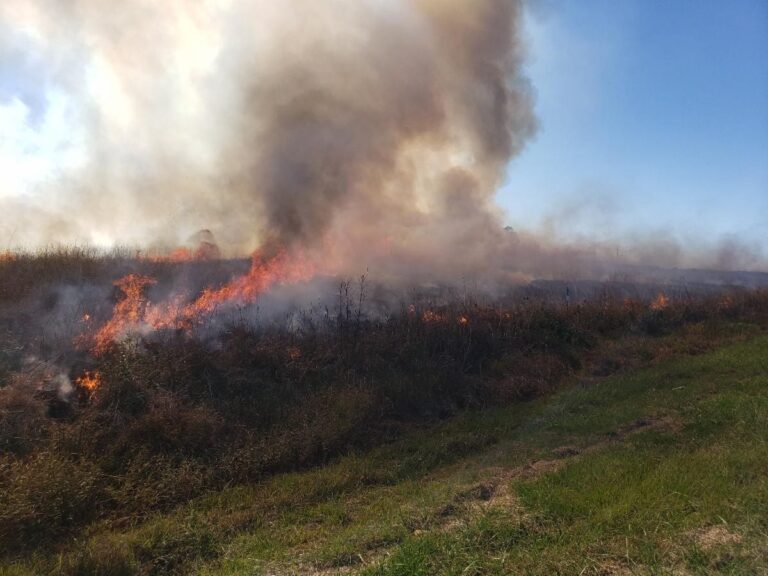 Prescribed Burns Begin on Ouachita and Ozark-St. Francis National Forests