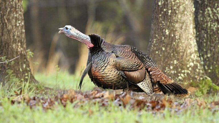 Applications to Hunt Turkeys on Arkansas WMAs Available Jan. 15
