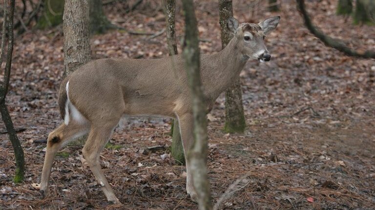 Effects of Deer Disease Being Studied