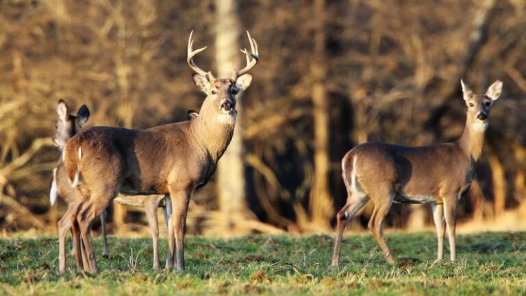 Early buck-only hunt offers head start to deer hunting season