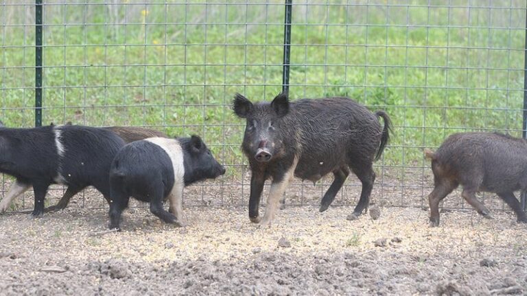 Task Force Mapping Feral Hog Removal Through Online Survey