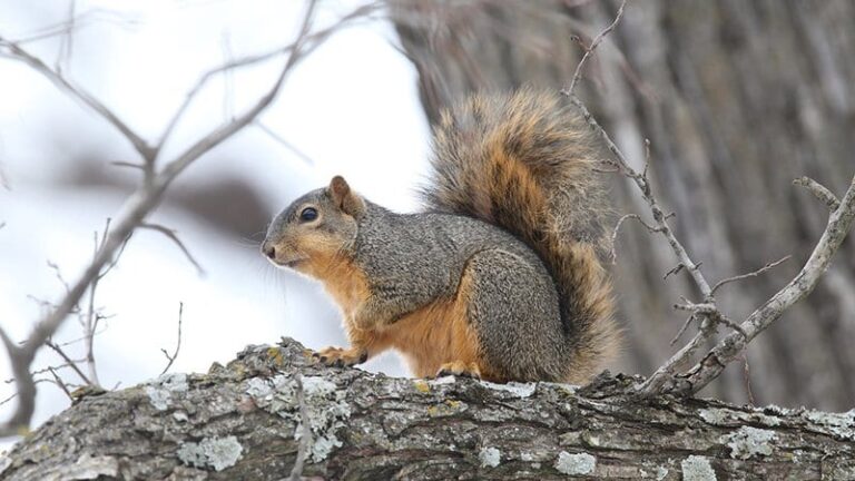 Squirrels Still Available for Arkansas Hunters