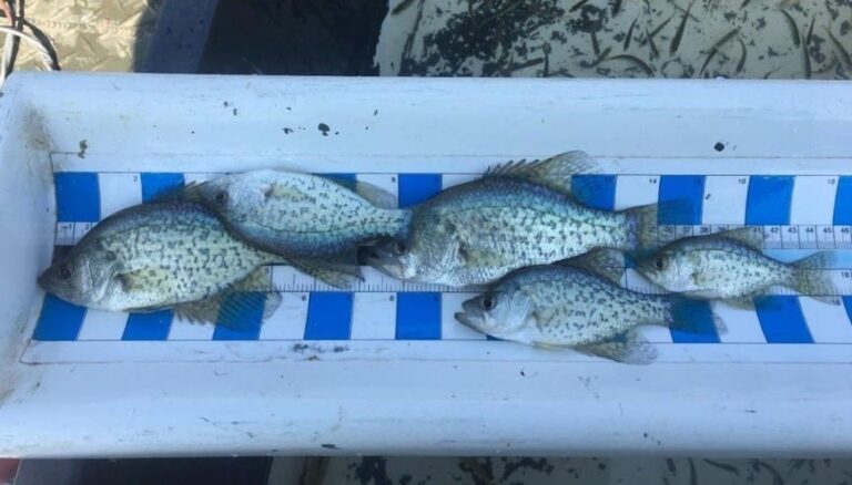 Lake Hinkle Nursery Pond Stocked with Bluegill and Redear Sunfish