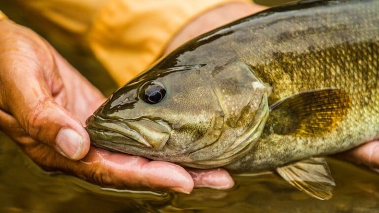Life List Adds Angling Excitement