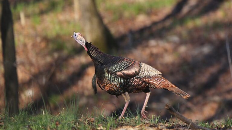 Turkey trending up in recent survey results 