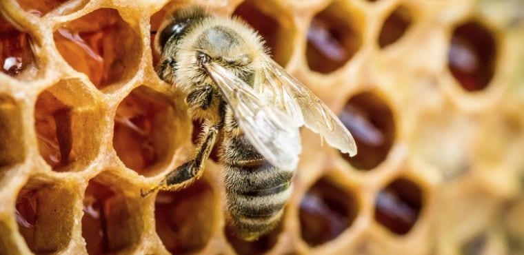 How Smart Are Bees? Understanding Bee Intelligence