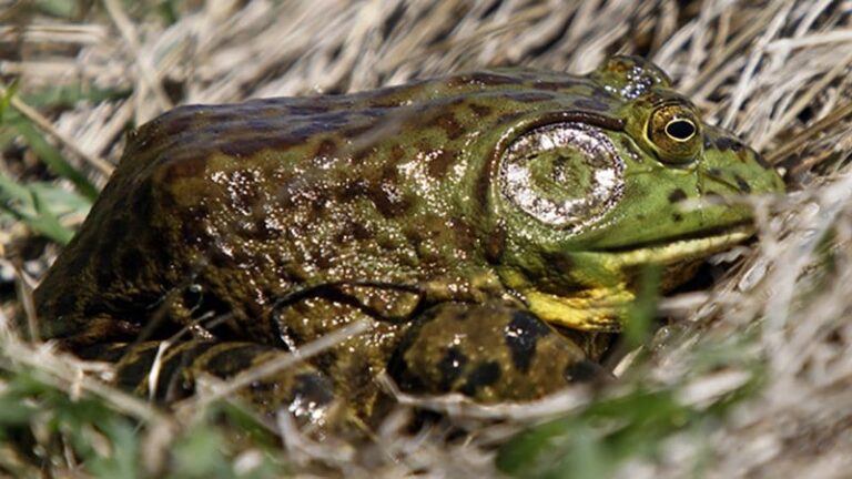 Get the Gig! Bullfrog Season Has Begun