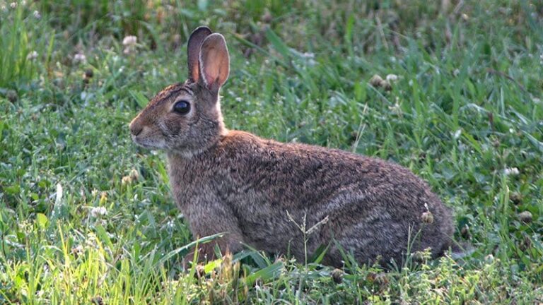 Rabbit Disease Spotted in Arkansas