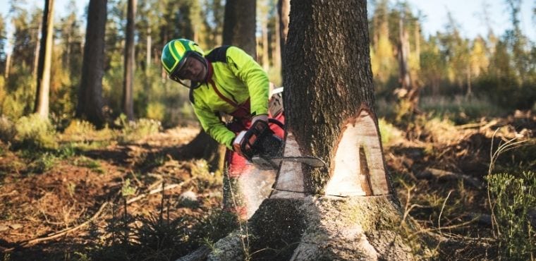 How To Know if You Have What It Takes To Be a Logger