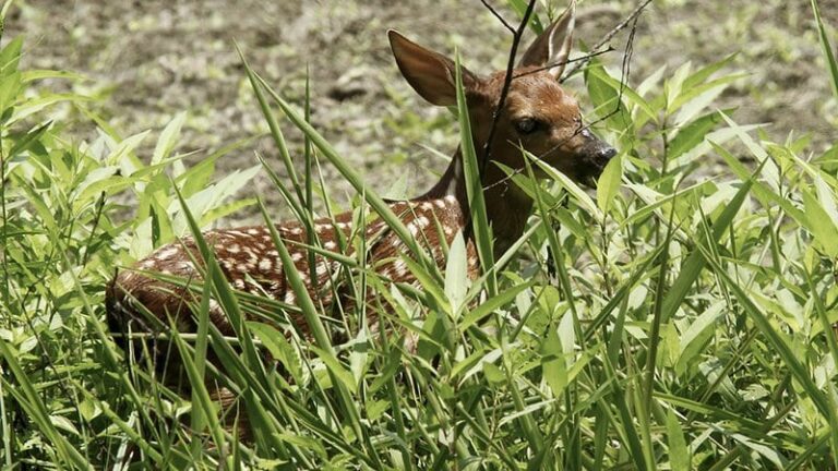 Leave ‘abandoned’ wildlife where you find it