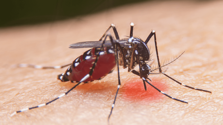 ADH Urges Arkansans to Take Precautions During Tick and Mosquito Season