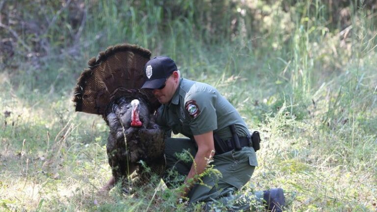 Arkansas Wildlife Officers Alarmed by Increase in Turkey Hunting Violations