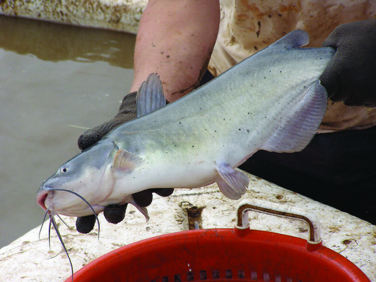 Rising Grain Prices Squeeze Catfish Industry