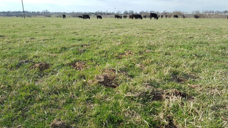 August Time to Prep Fields for Stockpiled Forage