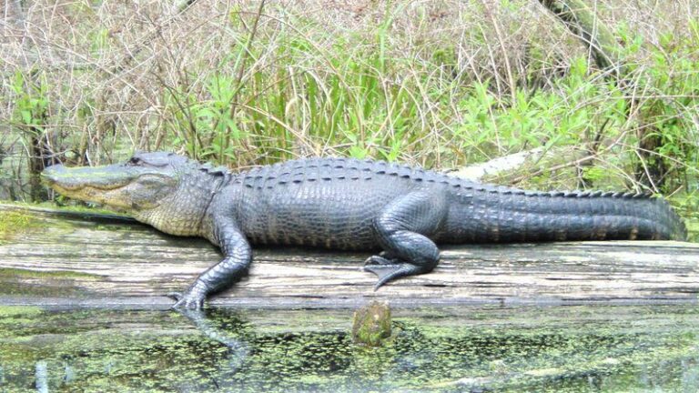 Local Hunters Draw Permits to Pursue Alligators on Public Land