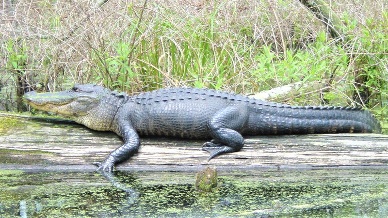Local Hunters Draw Permits to Pursue Alligators