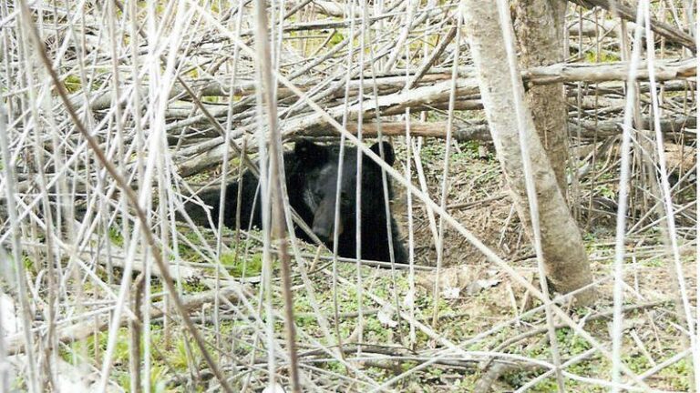Learn Bear-Hunting Basics with AGFC’s Lead Bear Biologist