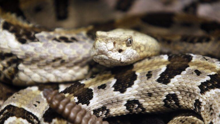Thwart a Snakebite Before it Happens
