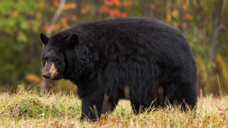 Arkansas bear hunters need new permit