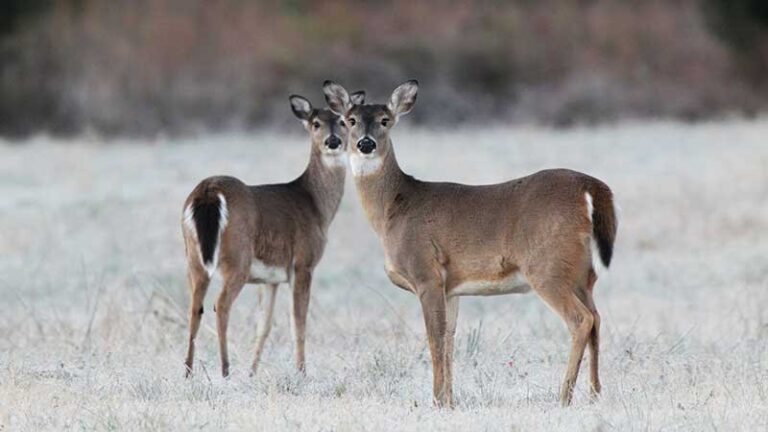 Triple Trophy Award Marks Deer Hunting’s Most Determined