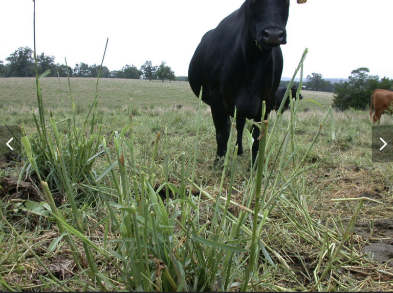 As Winter Frosts Arrive, Pasture Managers Should Monitor for Toxicity