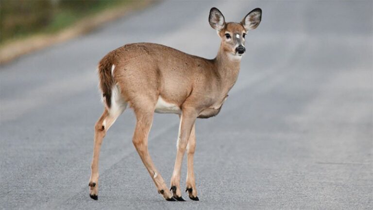 Motorists, be on the Lookout for Deer on Highways