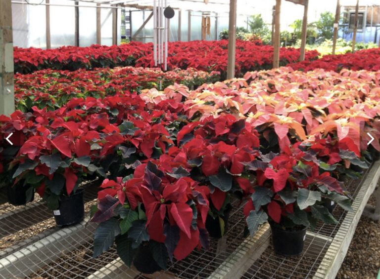 HOLIDAYS: How to care for the festive poinsettia plant during and after the holiday season