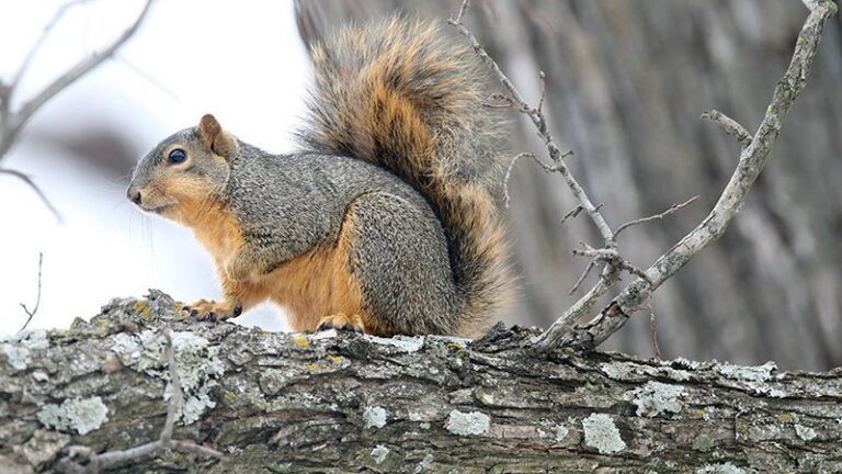 AGFC hosting Big Squirrel Challenge in January