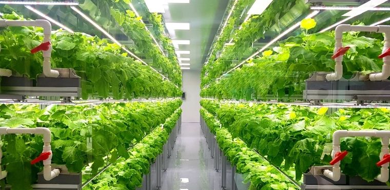 The Most Impactful Benefits of Vertical Farming