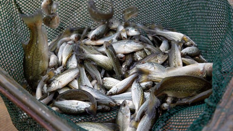 AGFC Partners Stock More Than 12.5 Million Fish in 2021