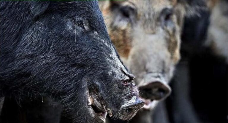 27,803 Feral Hogs Removed by Feral Hog Eradication Task Force