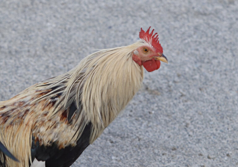 Commercial, backyard poultry keepers urged to review biosecurity in light of potent avian flu strain