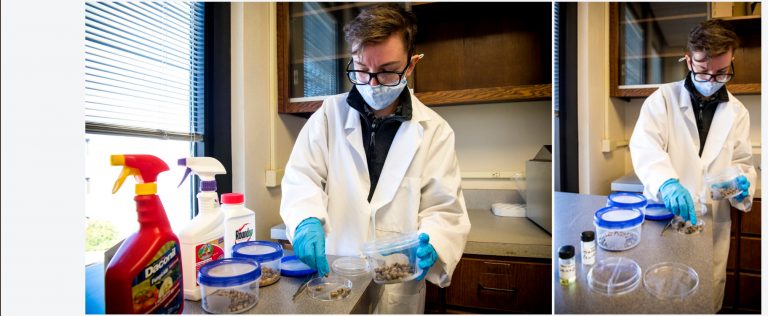 Researchers investigate health impacts of residual pesticides on wild bees