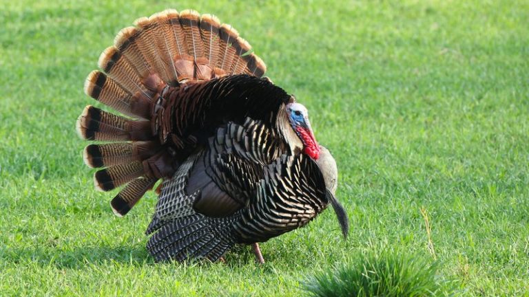 Tags needed to bag a turkey this spring; nonresidents limited to single gobbler 