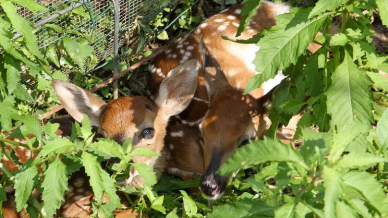 Unattended baby wild animals might not be abandoned