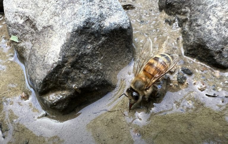 Bees need watering too